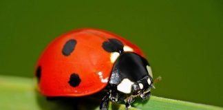 Зачем божьей коровке такой яркий наряд?