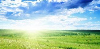 Обитатели лугов: кто они?