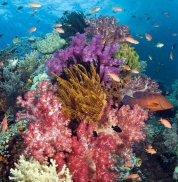 Животный мир морей и океанов