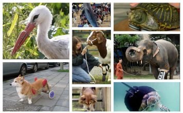 Протезы для животных: как помочь братьям нашим меньшим?