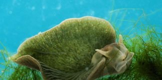 Животные и фотосинтез: как выжить за счет ДНК растений?