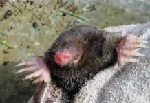 Животные под землёй