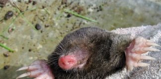 Животные под землёй