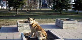 Животный мир городов