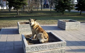 Животный мир городов