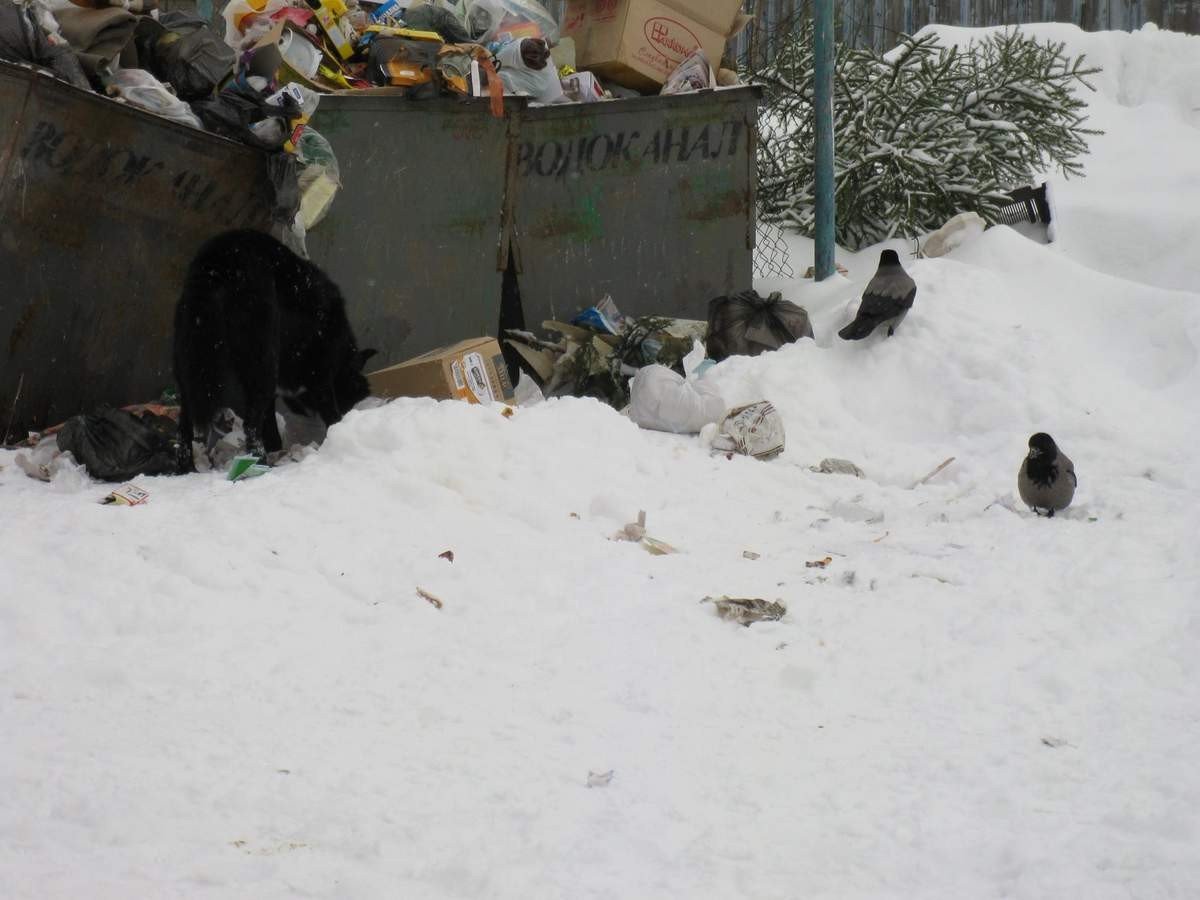 Главной причиной вымирания арктической фауны в конце плейстоцена и в голоцене все-таки был климат, а не люди • Новости науки