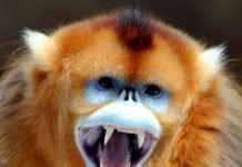 Золотистая обезьяна – «снежный примат»