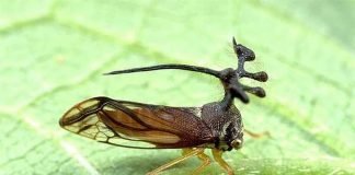 Горбатка – насекомое с замысловатой внешностью Горбатка (Phoridae).