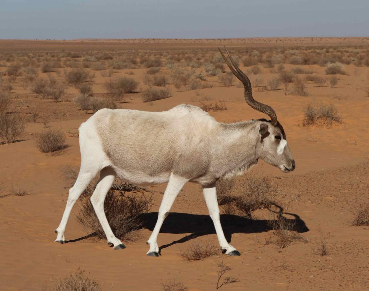 Антилопа Аддакс (Addax nasomaculatus). Антилопа Аддакс (Addax nasomaculatus).