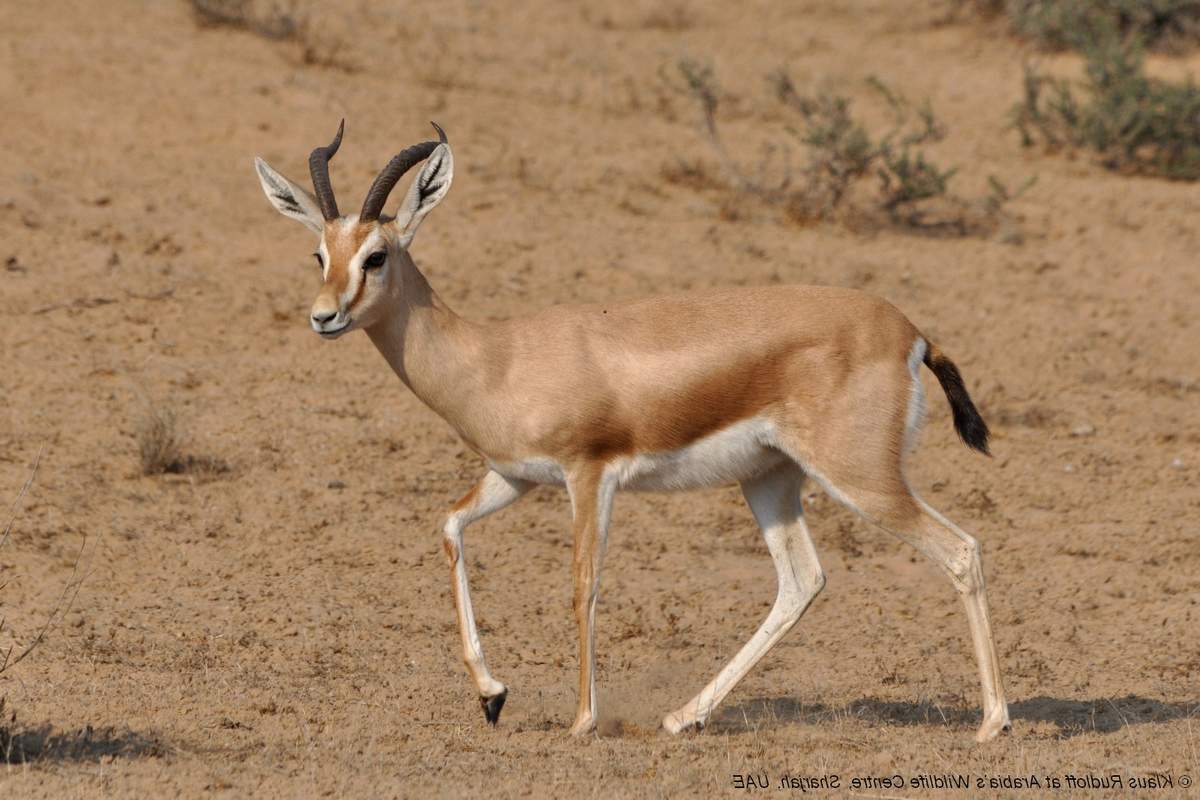 Газель Доркас (Gazella dorcas). Газель Доркас (Gazella dorcas).