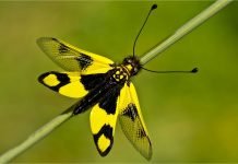 Аскалаф пестрый или пестрая булавоуска