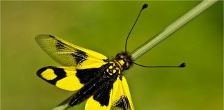 Аскалаф пестрый или пестрая булавоуска