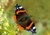 Бабочка адмирал