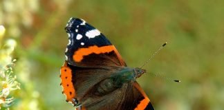 Бабочка адмирал