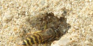 Бембекс носатый