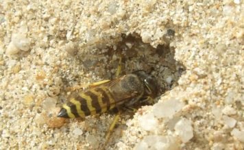 Бембекс носатый