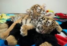 В индийском зоопарке появились бенгальские тигрята