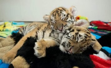 В индийском зоопарке появились бенгальские тигрята