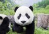 Популяция больших панд на территории Китая заметно возросла