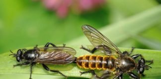 Брачные ритуалы животных. Как они появились?