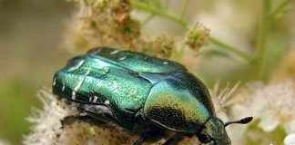 Бронзовка обыкновенная или золотистая