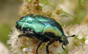 Бронзовка обыкновенная или золотистая