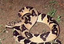 Бушмейстер: ядовитый охотник родом из Южной Америки