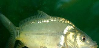 Что нам известно о карпе?