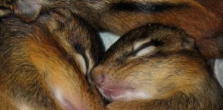 Что нам известно о спячке животных зимой?