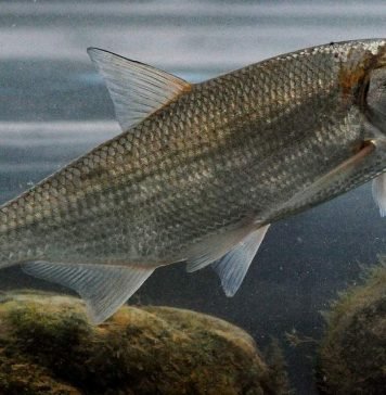 Что за рыба сырть?