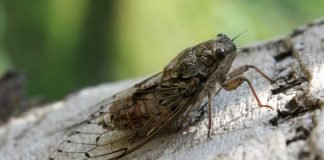 Цикада – поющее насекомое