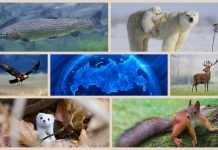 Животный мир России