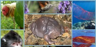 Самые необычные животные мира: экзотическая фауна во всей красе