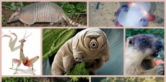 Самые странные животные на Земле, кто они?
