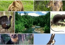 Животный мир тайги