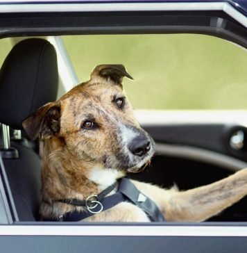 Собака за рулем автомобиля: кто лучший водитель на свете?