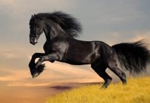 Рекордсмены-долгожители среди животных: кто они?