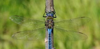 Дозорщик-император – самая крупная стрекоза России