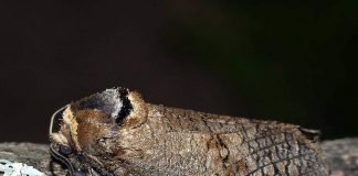 Древоточец пахучий – ночная бабочка