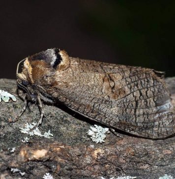 Древоточец пахучий – ночная бабочка