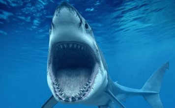 Что нам известно об акулах?