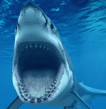 Что нам известно об акулах?