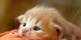 Где можно взять котенка?