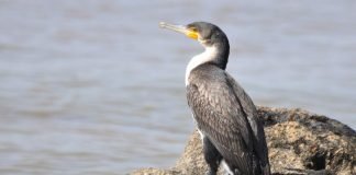 Где в нашей стране живут бакланы?