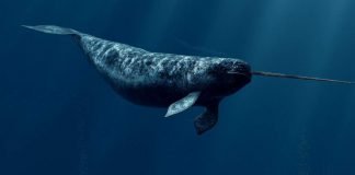 Существуют ли единороги?