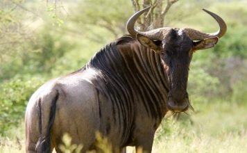 В Найроби собирают лекарства и сено для антилоп