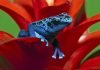 Голубой древолаз: когда синева «к лицу»