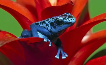Голубой древолаз: когда синева «к лицу»