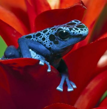 Голубой древолаз: когда синева «к лицу»