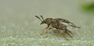 Гороховая зерновка – мастер по истреблению гороха